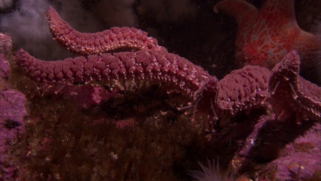 一只章鱼在太平洋暗礁上移动它多节的手臂。视频下载
