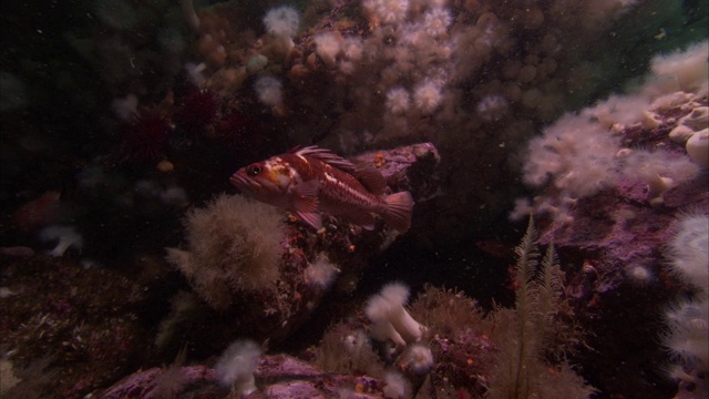 一条小鱼慢慢地游过太平洋暗礁上五颜六色的珊瑚。视频素材