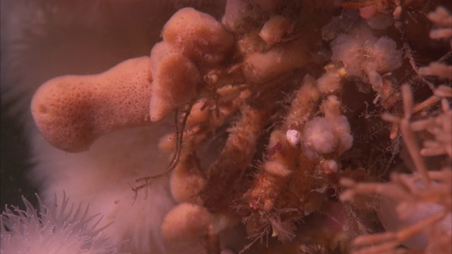 一只海蜘蛛在太平洋珊瑚礁上移动它的触须。视频下载