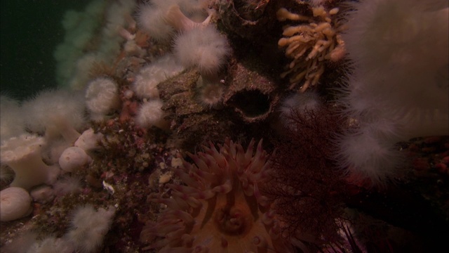 多瘤多刺的珊瑚位于太平洋暗礁上。视频素材