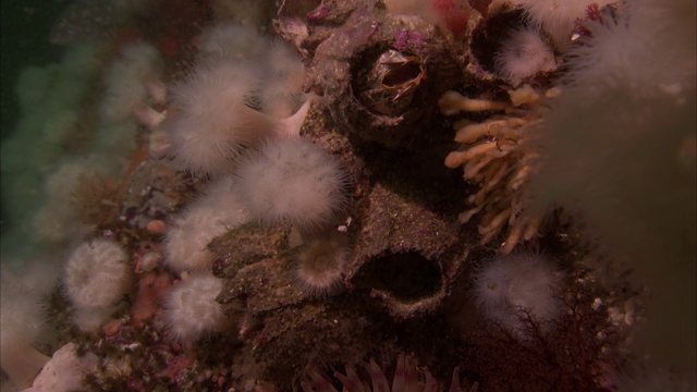 太平洋暗礁上有奇怪的珊瑚和海洋生物。视频素材