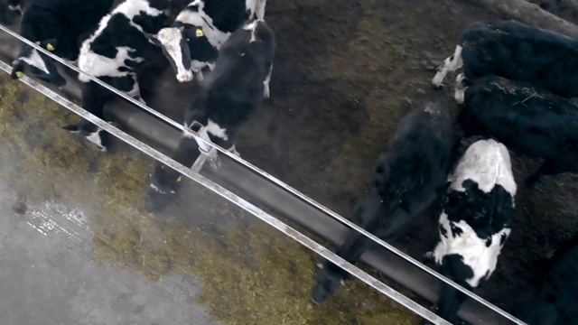 牛正在一个牛棚里吃饲料，俯视图视频素材