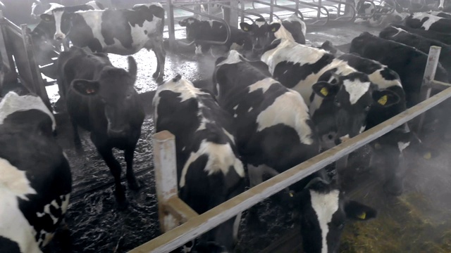 奶牛在牛棚里吃东西，看着镜头视频素材