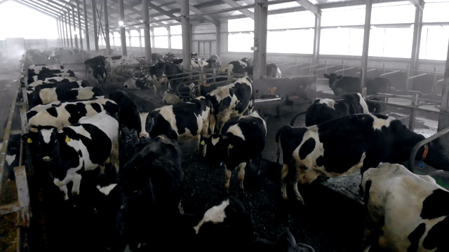 宽敞的牛棚，有吃草料的奶牛视频素材