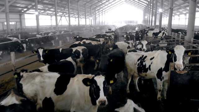 牛棚里养着大量的黑白奶牛视频素材