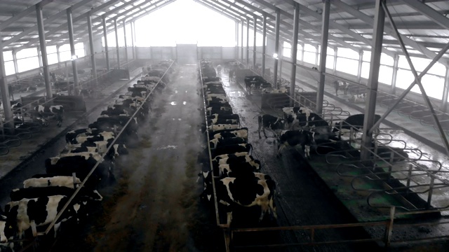 顶视图的牛棚充满了奶牛视频素材