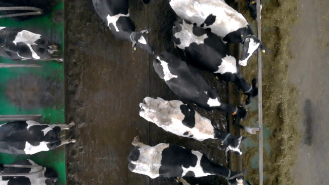 在俯视图中，黑白奶牛正在进食视频素材