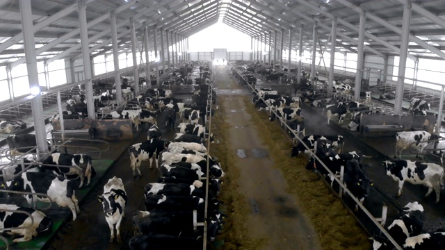 巨大的牛棚里挤满了黑白相间的奶牛视频素材