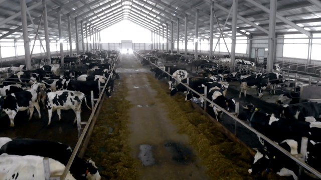 通道牛棚中两排牛之间的通道视频素材