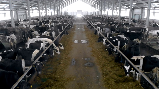 有一条通道的牛棚里挤满了奶牛视频素材