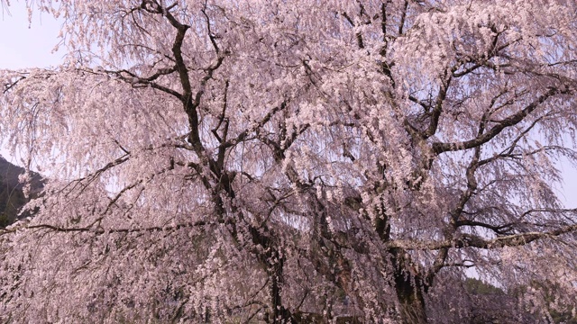 粉红色的樱花在大阪，低角度视频素材