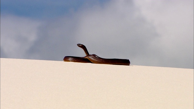 一条角眼镜蛇盘绕在沙丘上。视频下载
