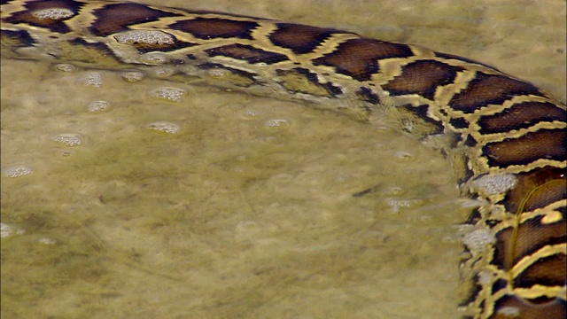 一条蟒蛇游过一个浅水池。视频下载