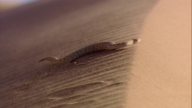 一只响尾蛇滑过纳米布沙漠的沙丘。视频素材