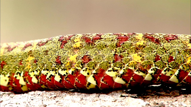 睫毛蝮蛇的鳞片颜色各异。视频素材