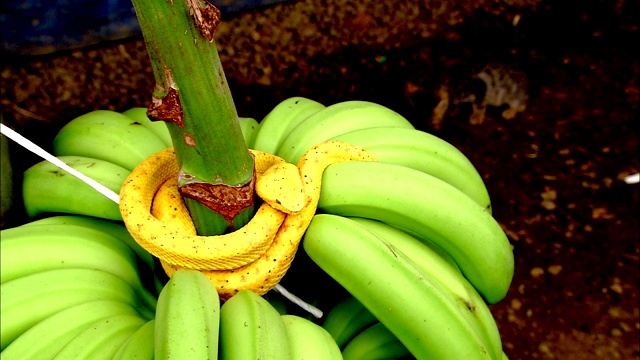 一条黄睫毛蝮蛇盘绕着一串香蕉，狗在下面打架。视频素材