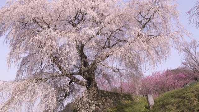 翘起来，大阪的樱花视频素材