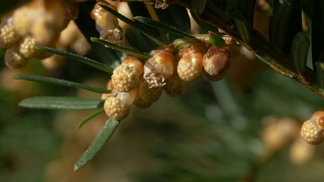 雄性紫杉树(红豆杉)释放花粉，南唐斯，苏塞克斯视频下载