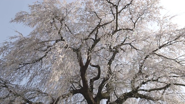 大阪的白色樱花，角度低视频素材
