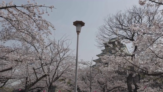 低角度，大阪城堡耸立在樱花之上视频素材