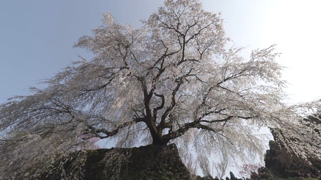 大樱花树在大阪，低角度视频素材