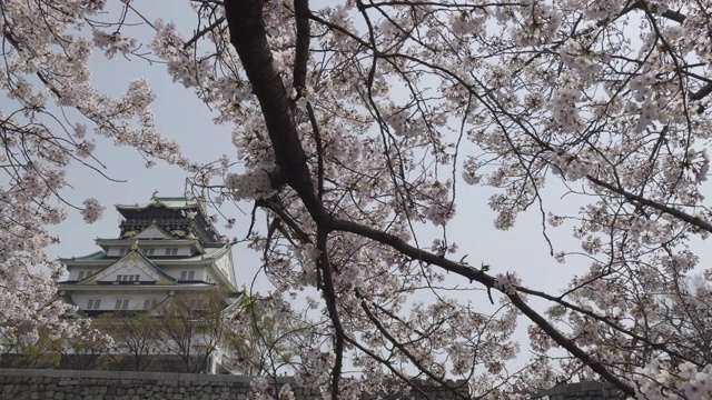 右泛，大阪城外樱花盛开视频素材