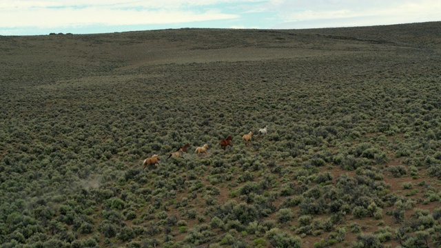 野马在平原上奔跑视频素材