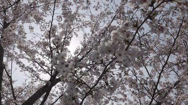 低角度，樱花盛开视频素材