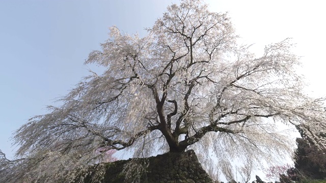 低角度，大樱花树在大阪视频素材