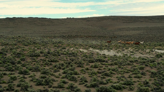 草原上奔跑的野马视频素材