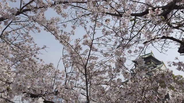 樱花和大阪城，角度低视频素材