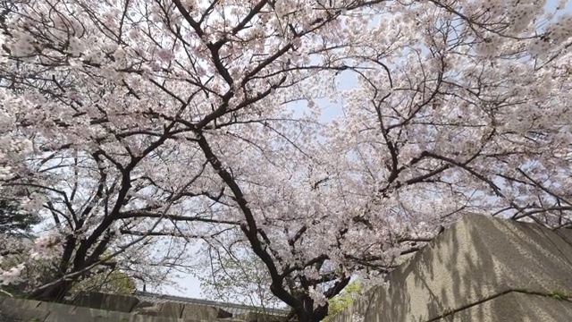 大阪的樱花郁郁葱葱，角度低视频素材