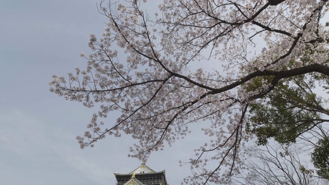 抬头望去，樱花在大阪城外盛开视频素材