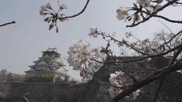 近处，大阪城外盛开的樱花视频素材