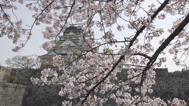 日本著名的大阪城堡，角度低视频素材