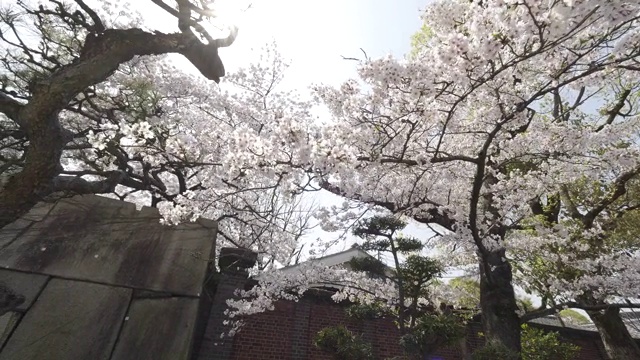 樱花盛开在大阪，公园里，pan左视频素材