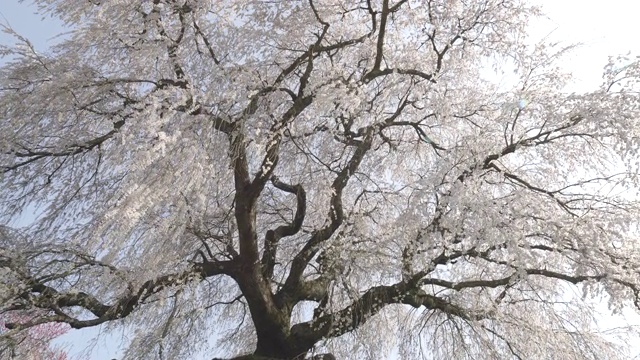 低角度，大阪樱花盛开视频素材