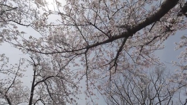 翘起来，大阪的樱花视频素材