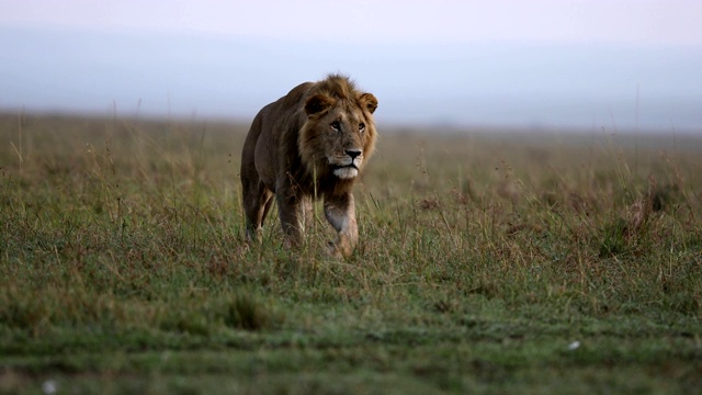 草原上的狮子视频素材