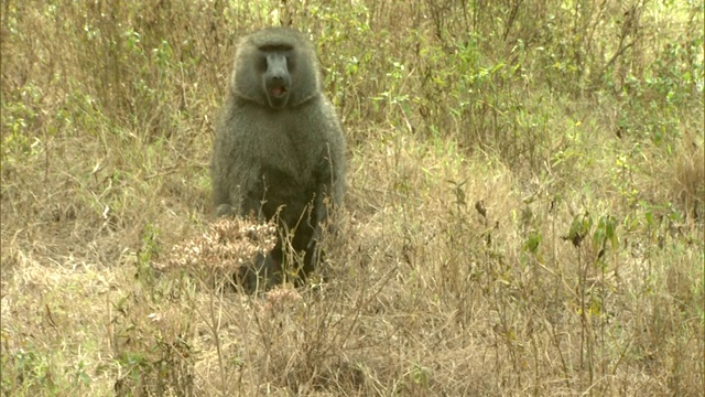 一只狒狒坐在非洲平原的草丛中。视频下载