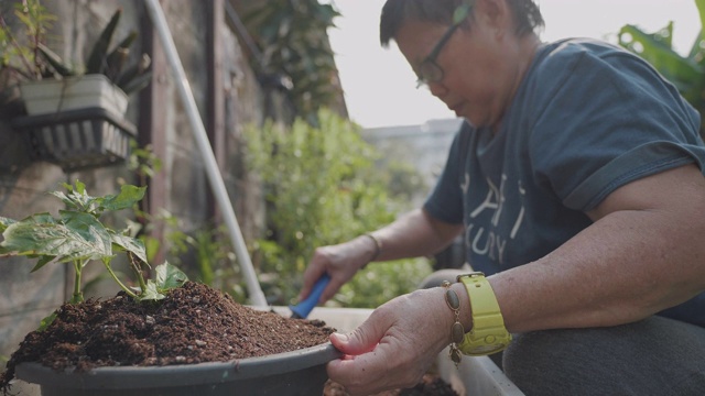 亚洲高级妇女种植在花园里。视频素材
