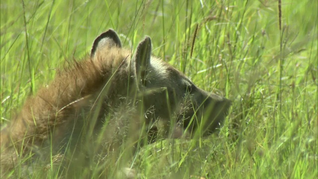 一只土狼在长长的波浪起伏的草地上休息。视频下载