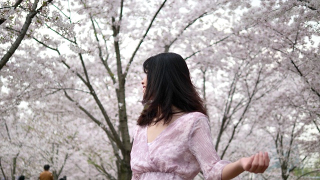 美丽的中国年轻女子站在粉红色的樱花林中，看着随风飘落的花瓣，惊人的花瓣雨，4k视频，慢镜头。视频下载