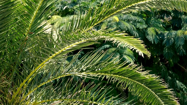 自然和背景概念-棕榈树叶子的特写视频下载