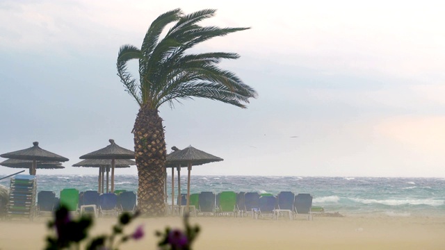 特内里费加那利群岛的暴风吹拂着棕榈树视频下载