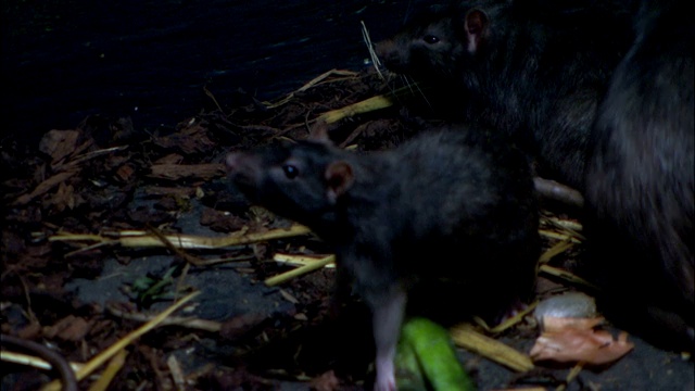 一群老鼠在水沟里觅食。视频素材