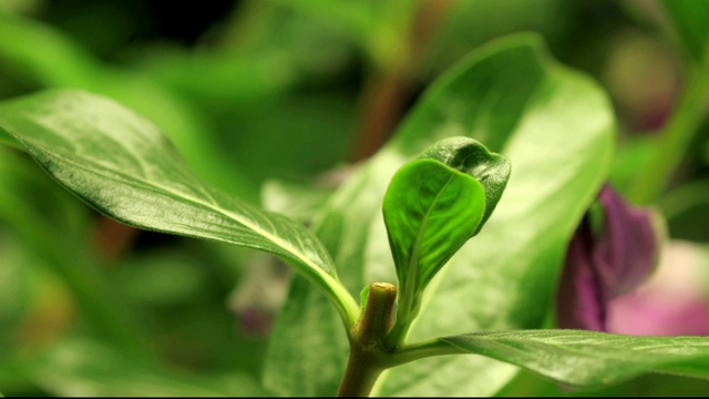 catharanthus的叶子生长。视频下载