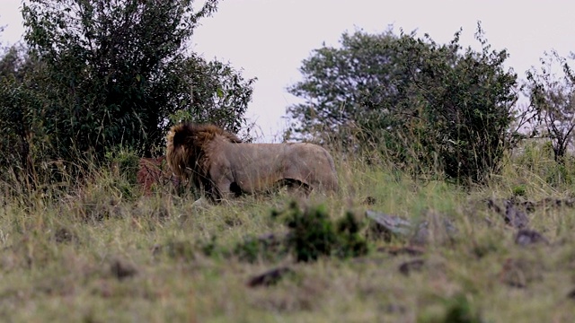 孤独的狮子在灌木丛中视频素材