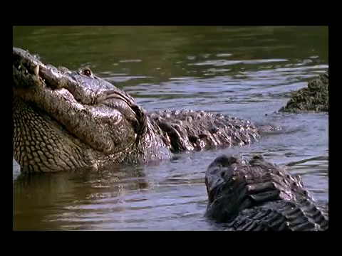 当另一只鳄鱼靠近时，一只鳄鱼把头伸出了水面。视频素材