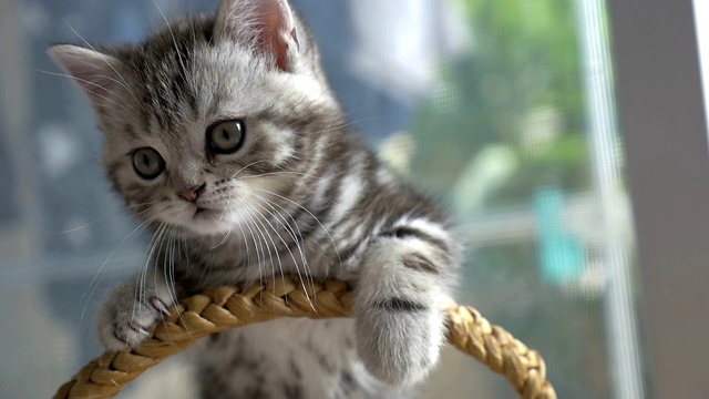 慢动作滑稽的虎斑猫品种苏格兰折叠玩在篮子里视频下载